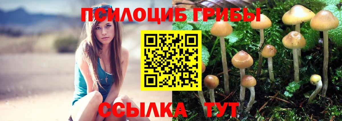 Псилоцибиновые грибы Psilocybe Рубцовск